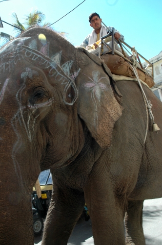 Elefant