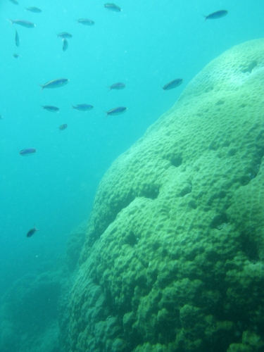 Fischschwarm