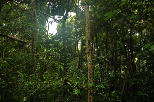 Wald