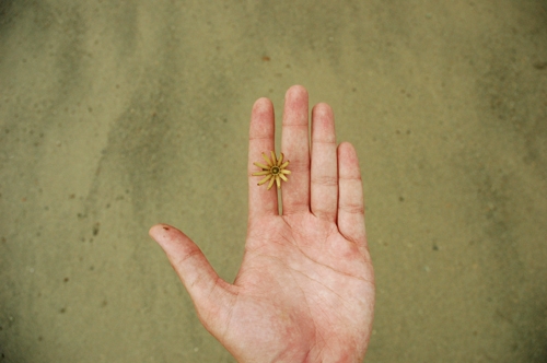 Blumenhand