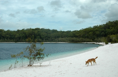 Dingo