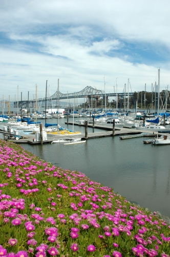 Bay Bridge Flowers